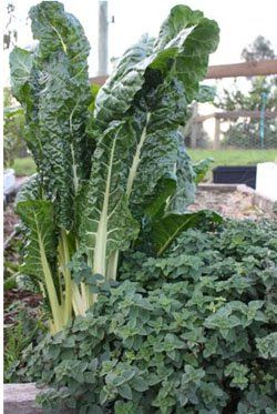 Vegetable Garden Planting Guide, Winter Vegetable Garden, Spring Vegetable Garden, Vegetable Planting Guide, Winter Vegetable, Winter Vegetables Gardening, Raised Vegetable Gardens, Planting Guide, Vegetable Garden For Beginners