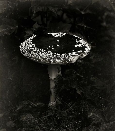 Nineveh Sage on Instagram: ""She harvests black mushrooms" © 2022 by Nineveh Sage. All rights reserved Makes you wonder, would a piece of that make you grow or shrink… or to die? NOTE: I'm posting monochromic photographs and photographic art on my Tumblr blog NOW (In October) and I decided to share them on instagram as well. The whole thing is a kind of a story (scary or not, you decide) that I'm only explaining a little bit with possible image titles or some sentenses, but mostly I'll just l Scary Mushroom, Mushrooms Aesthetic, Black Mushrooms, Mexican Gothic, Black Mushroom, Monochrome Aesthetic, Mood Board Fashion, Phone Design, Reference Images