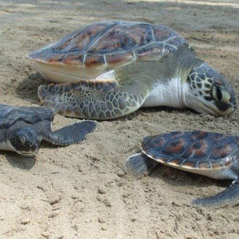 Cabo Verde, Things To Do With Friends, Bucket List, Things To Do, Animals