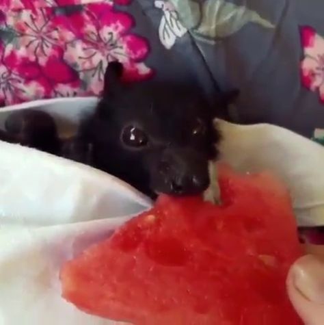 Bat Eating, Watermelon Snack, Eating Watermelon, Animation Ideas, Wiggle Wiggle, Baby Fruit, Fruit Bat, Baby Bats, Cute Bat