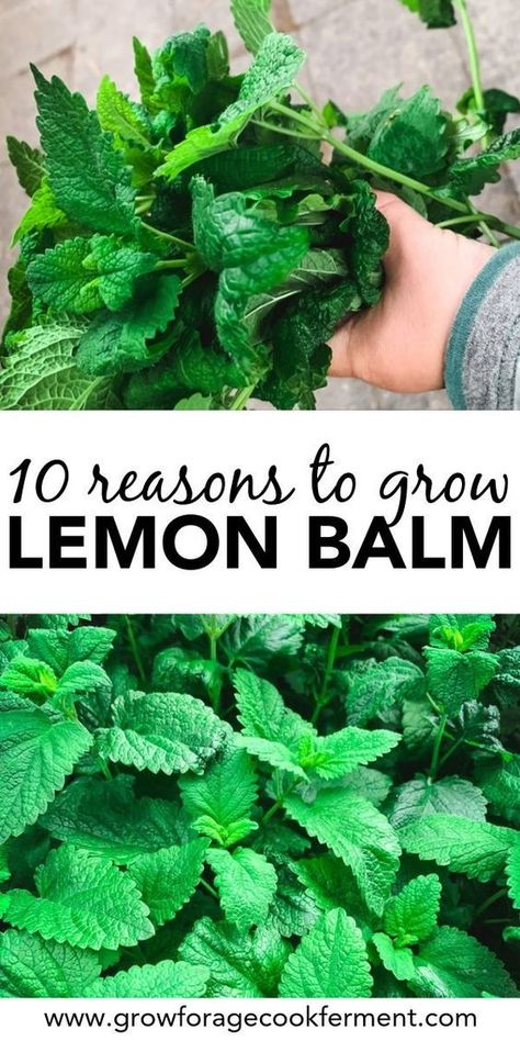 Growing Lemon Balm, Grow Lemon, How To Grow Lemon, Lemon Balm, Healing Herbs, Growing Herbs, Planting Herbs, Medicinal Herbs, 10 Reasons