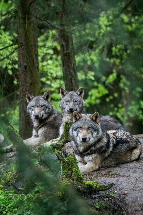 Wolf Lover Wolf World, Wolf Images, Wolf Photography, Funny Cat Photos, Wolf Photos, Wolf Spirit Animal, Wolf Love, Wild Wolf, Wolf Pictures