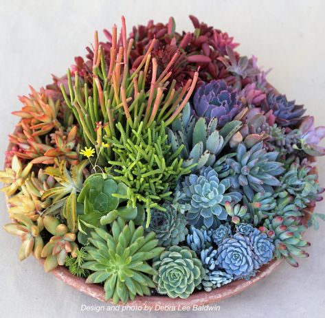 I'm proud and pleased to announce that the winter issue (now shipping) of Garden Design, the premier magazine about the aesthetics of gardening, features my 'Stunning Succulent Arrangements' online class and includes a photo of one of its seven projects---the Succulent Color Wheel.* For the color wheel, you'll need a large pot saucer and about six plants in 4-inch pots for each pie-shaped section. Succulents come in all colors, so have fun selecting them at your local garden... Rainbow Succulent, Desk Garden, Planter Designs, Succulent Garden Landscape, Succulent Bowls, Succulent Landscape Design, Succulent Garden Design, Ideas Decoracion, Succulent Landscaping