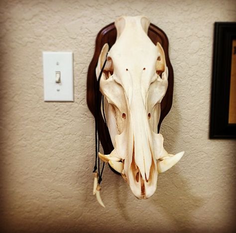 Boar Skull Euro Mount. Hog Hunting #hoghunting Hog Skull Mount, Hog Skull, European Mount Ideas, Boar Skull, Euro Mount, Kings Guard, Deer Skull Mount, Euro Mounts, European Mount