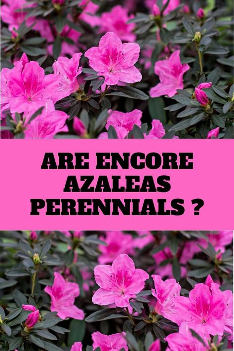 Azaleas Landscaping Front Yards, Pruning Azaleas Shrubs, How To Propagate Azaleas, When To Plant Azalea Bushes, When To Prune Azaleas Shrubs, Azaleas Landscaping, Azaleas Care, Encore Azaleas, Azalea Shrub