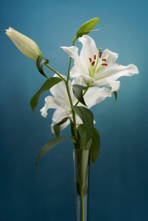 The lily is a perennial plant, which means it survives more than one growing season, and is identified by its strikingly white blooms resting atop a green stalk. Saint Joseph Art, Remembering Grandma, Filled Vases, Lily Vases, Easter Lily, Flower Pots Outdoor, Fresh Flowers Arrangements, Flower Care, Flower Food