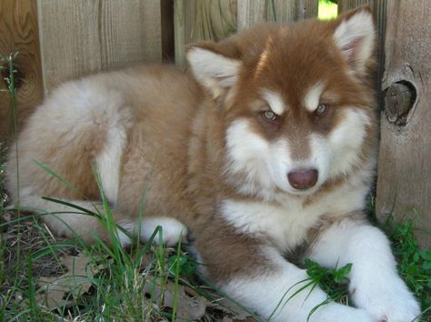 Red Malamute, Siberian Samoyed, Beautiful Dog Pictures, Malamute Puppy, Alaskan Malamute Puppies, Malamute Husky, Most Beautiful Dog Breeds, Malamute Puppies, Beautiful Dog Breeds