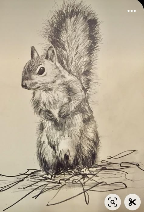 Squirrel Drawings, Pencil Sketches Of Animals, Fox Pencil Drawing, Squirrel Photos, Hunting Drawings, Fox Sketch, Easter Bun, Animal Line Drawings, Wildlife Drawing