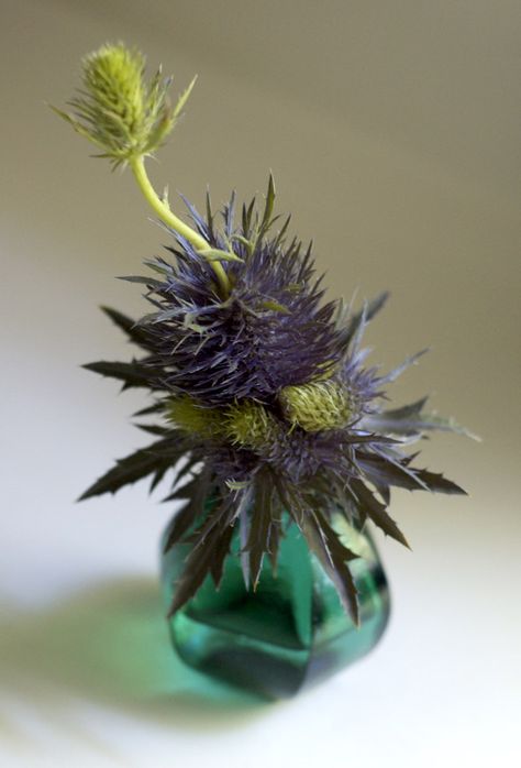 thistle. floral arrangement Burns Night Flowers, Thistle Arrangement, Thistle Centerpiece, Magical Plants, Scottish Flowers, Bonnie Scotland, Burns Night, Sea Holly, Flowers Shop