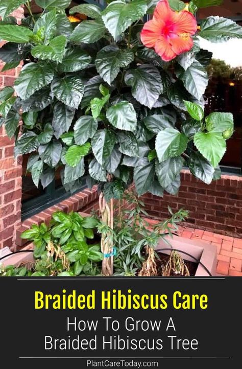 Hibiscus Plant Care Potted, Potted Hibiscus Tree, Hibiscus Care Indoor, Hibiscus Flower Pot Ideas, Caring For Hibiscus Plants, Hibiscus Tree Planter Ideas, Hibiscus Potting Ideas, Planting Hibiscus In Ground, Hibiscus Tree Landscaping