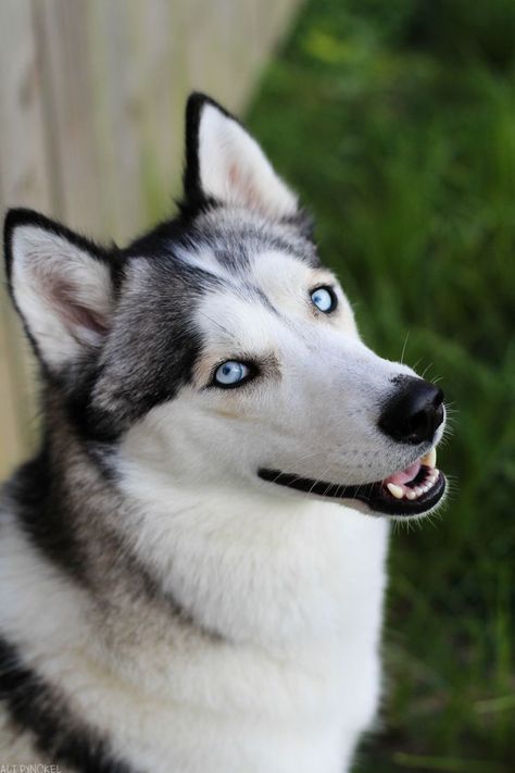 Blue Eyes Husky, Husky Baby, Happy Husky, Baby Husky, Husky Colors, Cute Husky Puppies, Baby Huskies, Husky Breeds, Dog Husky