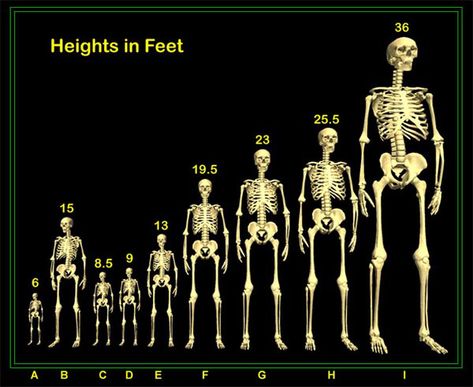 Giant Skeletons Found, Human Giant, Nephilim Giants, Giant People, Giant Skeleton, Genesis 6, Ancient Astronaut, Arte Alien, Human Skeleton