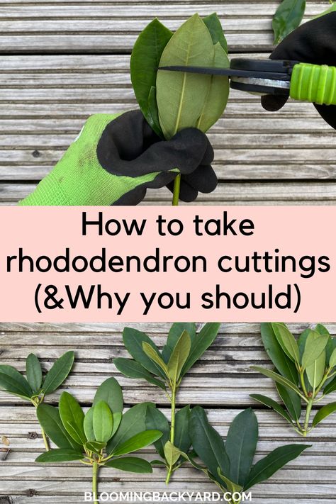 How to take rhododendron cuttings How To Propagate Rhododendron, Propagating Rhododendrons, Rhododendron Hedge, Planting Rhododendron, Washington Garden, Pruning Rhododendrons, Rhododendron Care, Propogating Plants, Gardening Gadgets