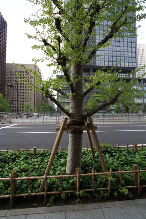 Ginkgo Propped and wrapped in Tokyo Tree Support Ideas, Office Reference, Feature Tree, Tree Props, Plant Combos, Tree Stakes, Tree Support, Japanese Tree, Garden Idea