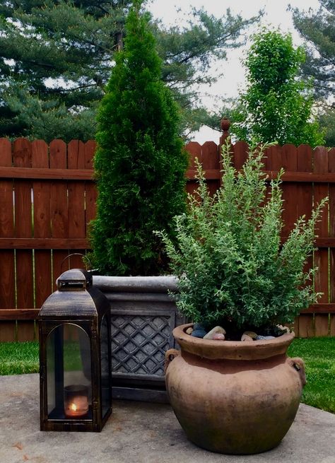 Evergreen Container, Emerald Green Arborvitae, Small Yard Landscaping, Modern Landscape Design, Magic Garden, Garden Shrubs, Landscape Plans, Landscaping Tips, Olive Garden