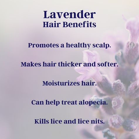 Lavender Hair Benefits, Lavender For Hair, Lavender Health Benefits, Herbal Monographs, Apothecary Garden, Lavender Oil For Hair, Lavender Care, Lavender Shampoo, Make Hair Thicker