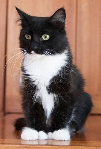 Tuxedo Kitten, Söt Katt, Black And White Cat, Most Beautiful Cat Breeds, Tuxedo Cat, Skateboarder, White Cats, Cat Aesthetic, Cute Cats And Kittens