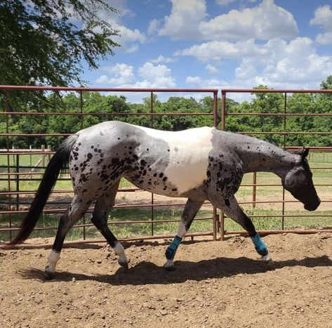 This is not mine Roan Horse Colors, Pretty Horse Coats, Rare Horse Coats, Cool Horse Coats, Horse Markings, Horse Coat Colors, Rare Horses, Cute Horse Pictures, Horse Anatomy