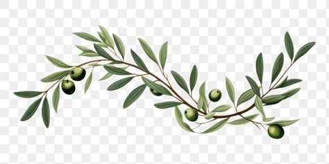 Olive Tree Branch, Plant Herbs, Olive Plant, Branch With Leaves, Salmon Pasta, Tree Png, Olive Leaf, Olive Tree, Olive Branch