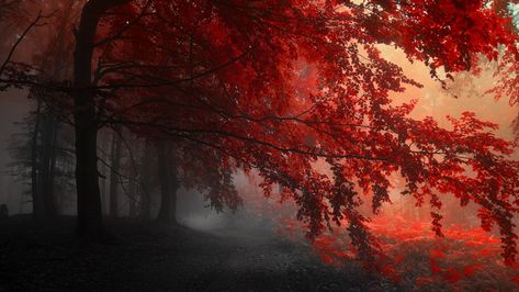 Red Forest Trees Path 4k trees wallpapers, red wallpapers, path wallpapers, forest wallpapers Tree Hd Wallpaper, Tumblr Backgrounds, Full Hd Wallpaper, Red Tree, Red Leaves, Forest Wallpaper, Tree Wallpaper, Tree Forest, Autumn Forest