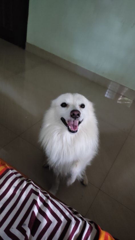 Japanese Spitz Dog, Spitz Dogs, Japanese Spitz, Grey Parrot, Mine Forever, African Grey Parrot, Friend Poses Photography, Fried Chicken Recipes, African Grey