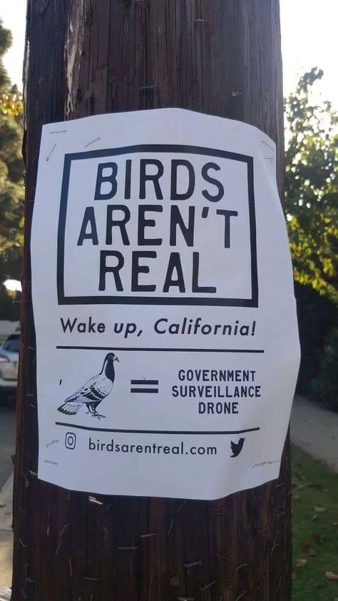 Dea Poirier 🎃 on Twitter: "I have a new favorite conspiracy theory… " Birds Arent Real, What’s Going On, A Sign, Funny Cute, Dankest Memes, Funny Texts, Really Funny, I Laughed, Wake Up