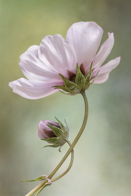 Hur Man Ritar Blommor, Cosmos Flowers, Black Holes, Arte Floral, Flower Images, Flowers Nature, Flower Photos, Flower Pictures, Ikebana