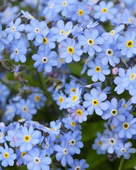 Forget Ne Nots, Forget Me Not Aesthetic, Forget Me Not Flowers Aesthetic, Forgetmenots Flowers, Gretchen Weiners, Forget Me Nots Flowers, Flower References, Pretty Flowers Pictures, Forget Me Not Blue