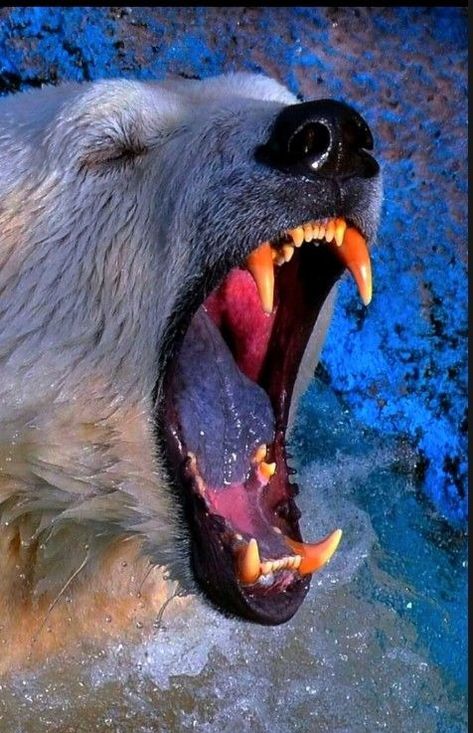 Polar Bear Aesthetic, Bear Teeth, Bear Reference, Polar Bear Fur, Bear Pics, Polar Bear Art, Scary Animals, Mandrill, Trending Pins