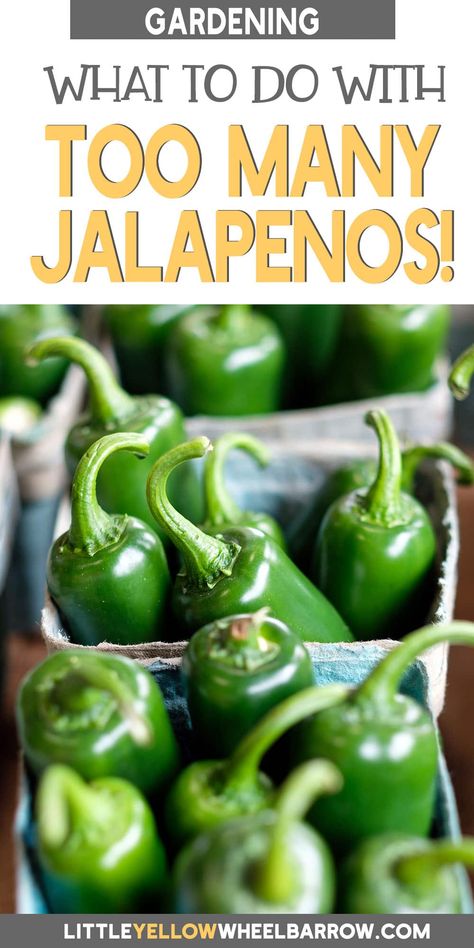 Was your jalapeno crop just a little too successful this year? If you've got a bumper crop from your vegetable garden, you might be wondering just what to do with jalapenos this year. We've got a list of great suggestions that will have your mouth watering, so your hard-won jalapenos won't go to waste. What To Do With Garden Jalapenos, Things To Do With Jalapeno Peppers, Dried Jalapeno Recipes, Garden Jalepeno Recipes, How To Preserve Jalapenos, What To Do With Jalapeno Peppers, Preserve Jalapeno Peppers, What To Do With Extra Jalapenos, Fresh Jalapeno Recipes Appetizers