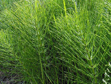 Horsetail Benefits, Horse Tail Plant, Horse Tail, Perennial Herbs, Herbs For Health, Vascular Plant, Wild Edibles, Wild Plants, Edible Plants