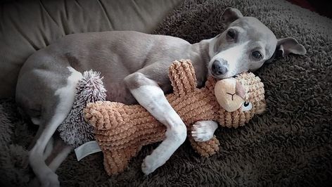 Snuggle buddies! #cuddle #snuggle #greyhound Italian Greyhound Rescue, Italian Greyhound Puppies, Greyhound Puppy, Whippet Puppies, Greyhound Rescue, Italian Greyhound Dog, Greyhounds Racing, Whippet Dog, Grey Hound Dog