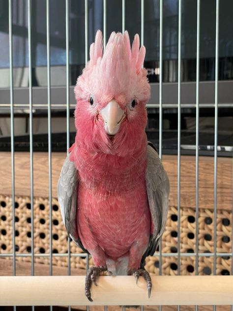 Dnd Ocs, Galah Cockatoo, Bird Breeds, Australian Wildlife, Parakeets, Australian Birds, Pink Bird, Pet Chickens, Bookmarks Handmade