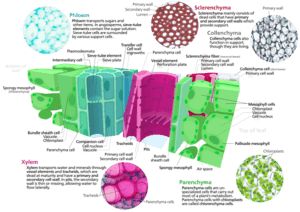 This picture presents the various types of plant cells, including xylem, phloem, sclerenchyma and collenchyma. Plant Cell Picture, Ground Tissue, Science Infographics, Plant Physiology, Cell Forms, Mcat Study, Study Stuff, Plasma Membrane, Tissue Types