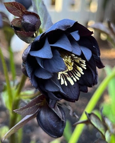 33 Best Types of Hellebores Varieties | Balcony Garden Web Hellebores In Landscape, Hellebore Varieties, Hellebore Flowers, Hellebore Flower, Shade Gardening, Goth Garden, Lenten Rose, Best Perennials, Abstract Flower Art