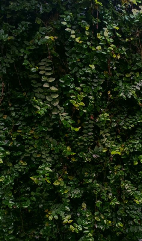 Greenary Photoshoot Wallpaper, Greenary Backdrops Wallpaper, Greenery Background Wallpaper, Green Sustainable Aesthetic, Green Layout Aesthetic, Green Plants Background, Greenery Aesthetic, Green Bg, Leaves Wallpaper Iphone