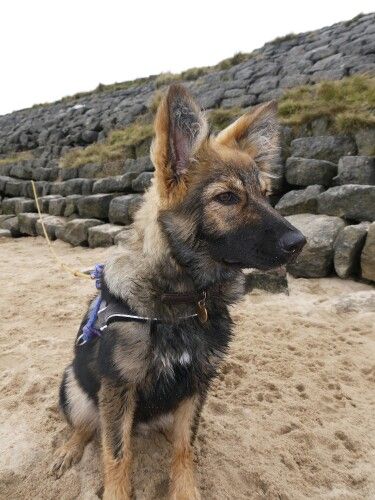 Another beautiful dog called Roxy German Shepherd cross Border Collie German Shepherd Border Collie, Border Collie Poodle Cross, Border Collie Herding, Kelpie Cross Border Collie, German Shepherd Cross Border Collie, German Shepard Husky Cross, Throwback Pomeranian, Cross Border, Beautiful Dog