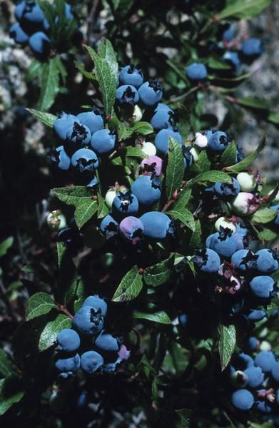 How to Use Blueberry Bushes to Hide a Fence Planting Blueberry Bushes, Blueberries Growing, Red Twig Dogwood, Growing Raspberries, Growing Blueberries, Twig Dogwood, Blueberry Plant, Growing Tomatoes In Containers, Blue Berries