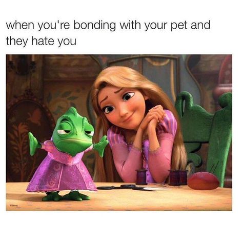 When you're bonding with your pet and they hate you Rachel Elizabeth Dare, Rapunzel Disney, Hazel Levesque, All The Bright Places, Frank Zhang, Piper Mclean, Disney Princess Modern, Jason Grace, Flynn Rider