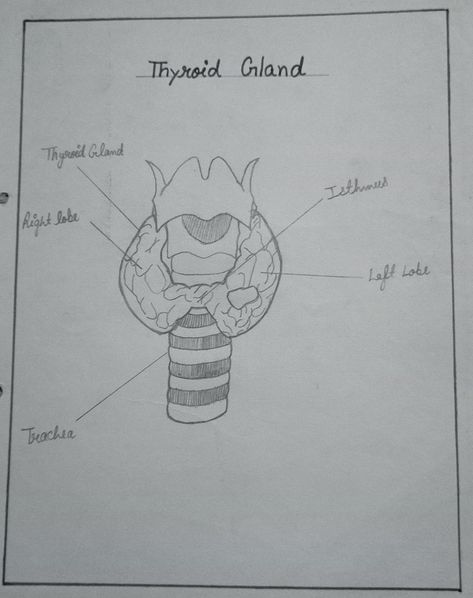 Thyroid gland by aahil khan Thyroid Gland Drawing, Thyroid Gland Anatomy, Skeleton Drawing Easy, Human Eye Diagram, Eye Diagram, Anatomy Diagrams, Nursing School Studying Cheat Sheets, Anatomy Notes, Bsc Nursing