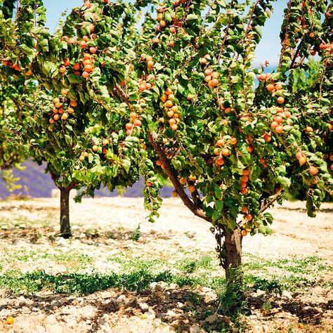 Apricot Trees, Pruning Fruit Trees, Privacy Trees, Apricot Tree, Tree Pruning, Fast Growing Trees, Shade Trees, Fall Plants, Deciduous Trees