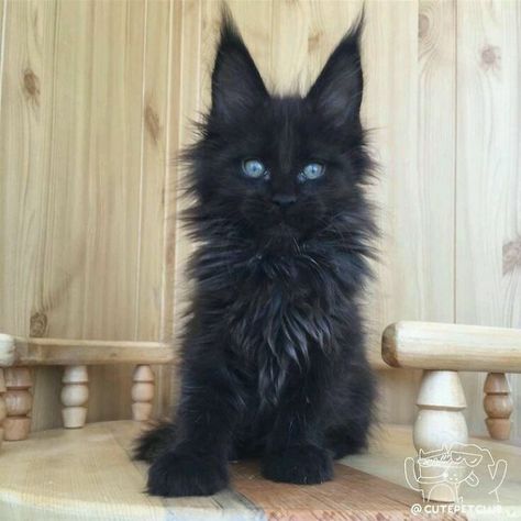 Mainecoon Cat, Söt Katt, Long Haired Cats, Gorgeous Cats, Forest Cat, Haiwan Peliharaan, Cats Meow, Cute Kittens, Pretty Cats