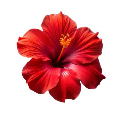 Red Hibiscus Flower, Red Hibiscus, Tree Saw, Wedding People, Graphic Tshirt Design, Logo Banners, Cityscape Photos, Hibiscus Flower, In Full Bloom