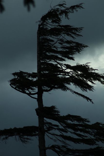 Element Wind Aesthetic, Boreas Aesthetic, Wind Element Aesthetic, Wind Aesthetics, Trees Blowing In The Wind, Trees In The Wind, Wind Tree, Wind Element, Oregon Trees