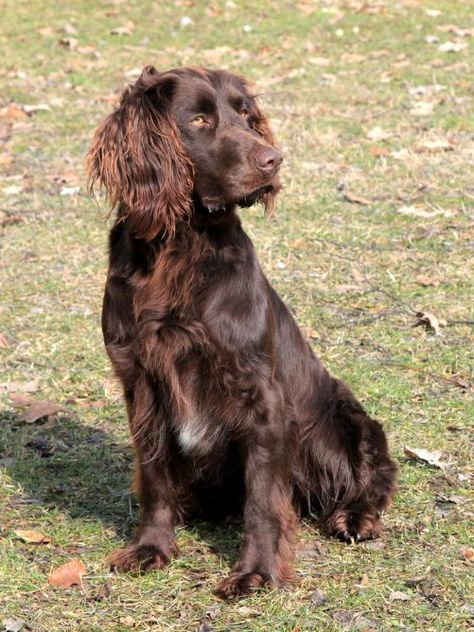 German Spaniel German Spaniel, Dogs Hunting, Sprocker Spaniel, Boykin Spaniel, Spaniel Art, Dog Grooming Business, Crazy Dog Lady, Animal Training, Spaniel Puppies