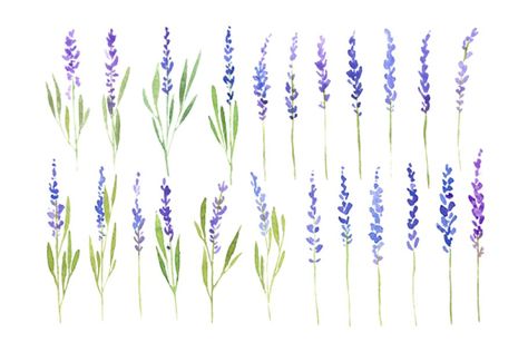 Watercolor Lavender Flowers, Art Bouquet, Lavender Tattoo, Watercolor Art Diy, Birthday Projects, Art Watercolour, Floral Clipart, Blue Lavender, Flower Clipart