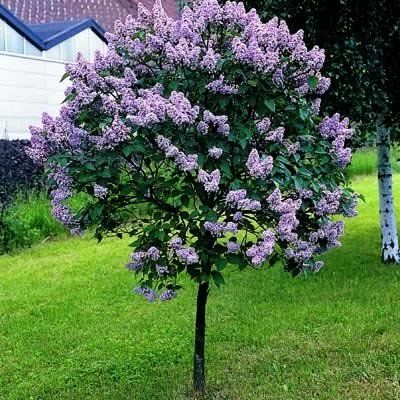 How to Grow Beautiful Lilacs Easily – Sunny Home Creations Bloomerang Lilac, Lilac Trees, Growing Grape Vines, Trees For Front Yard, Landscaping Around House, Landscaping Trees, Lilac Bushes, Lilac Tree, Landscaping Design Ideas