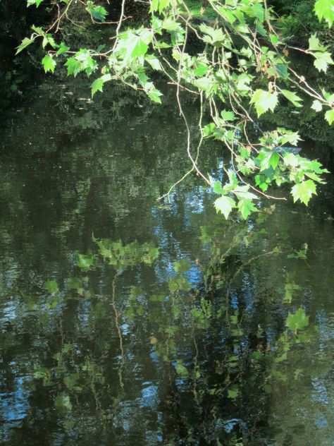 Dream Water, Painted Branches, Mayan Art, Water Reflection, Feather Wall Art, Plant Images, Garden Painting, 수채화 그림, Minimalist Painting