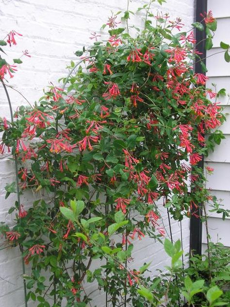 Trumpet Honeysuckle Vine, Trumpet Honeysuckle, Vine Fence, Honeysuckle Vines, Honeysuckle Plant, Attracting Hummingbirds, Honeysuckle Vine, Hummingbird Plants, Pergola Pictures