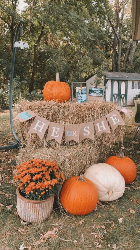 Gender Reveal Themes Pumpkin, Fall Theme Gender Reveal Party Ideas Food, Pumpkin Gender Reveal Backdrop, Fall Gender Reveal Decor, He Or She What Will Our Pumpkin Be, Little Pumpkin Gender Reveal Ideas, September Gender Reveal Ideas, Fall Gender Reveal Decorations, Pumpkin Gender Reveal Cake